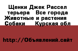 Щенки Джек Рассел терьера - Все города Животные и растения » Собаки   . Курская обл.